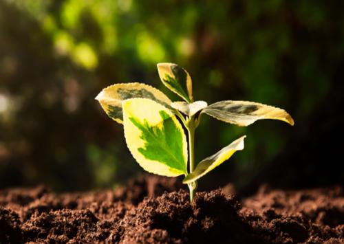 consultoria en medio ambiente